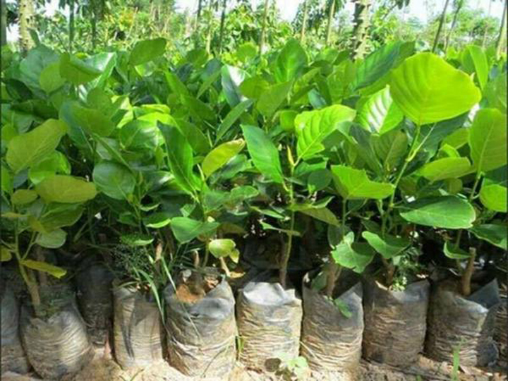 CÂY MÍT TRÁI DÀI MALAYSIA 16 giống cây mít trái dài Malaisia