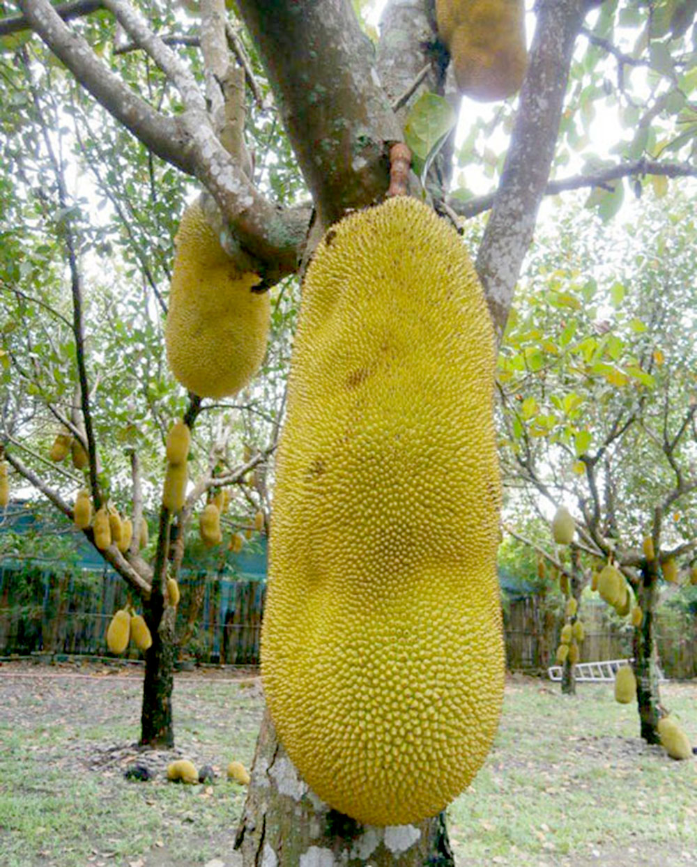 CÂY MÍT TRÁI DÀI MALAYSIA 13 Giống cây mít trái dài Malaisia