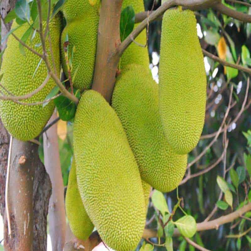 CÂY MÍT TRÁI DÀI MALAYSIA 10 Giống cây mít trái dài Malaisia