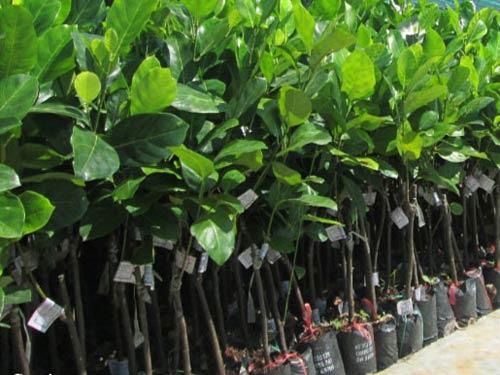 Kỹ thuật trồng giống cây mít và cách chăm sóc