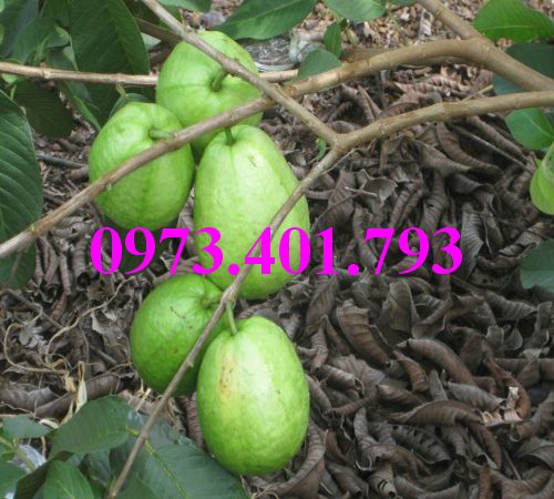 giống cây trồng kinh tế cao