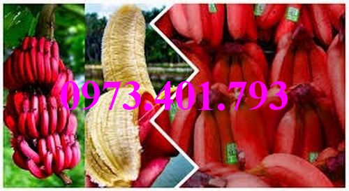 Giống cây trồng chất lượng kinh tế cao