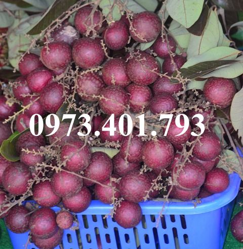 Giống cây trồng chất lượng kinh tế cao