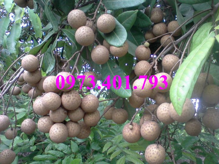 Giống cây trồng chất lượng kinh tế cao