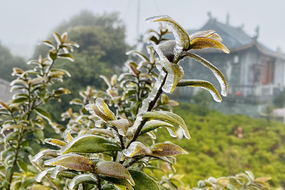 Băng tuyết Sapa - Du lịch Sapa