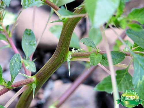 top-5-loai-la-lam-nuoc-tam-cho-be-ngay-tai-nha-don-gian