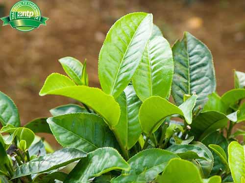 top-5-loai-la-lam-nuoc-tam-cho-be-ngay-tai-nha-don-gian