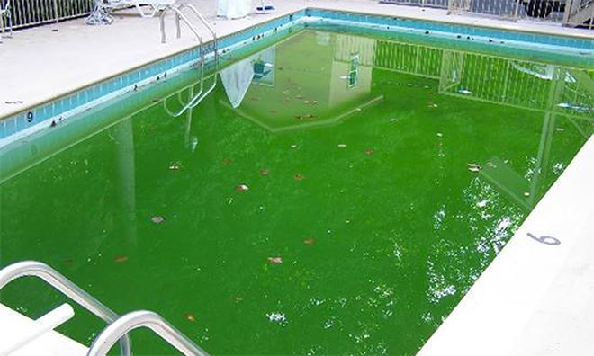 Bể bơi nhiễm bẩn
