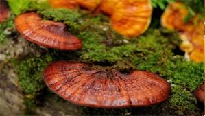 Mỹ thử nghiệm “kích thích não” cho quân nhân