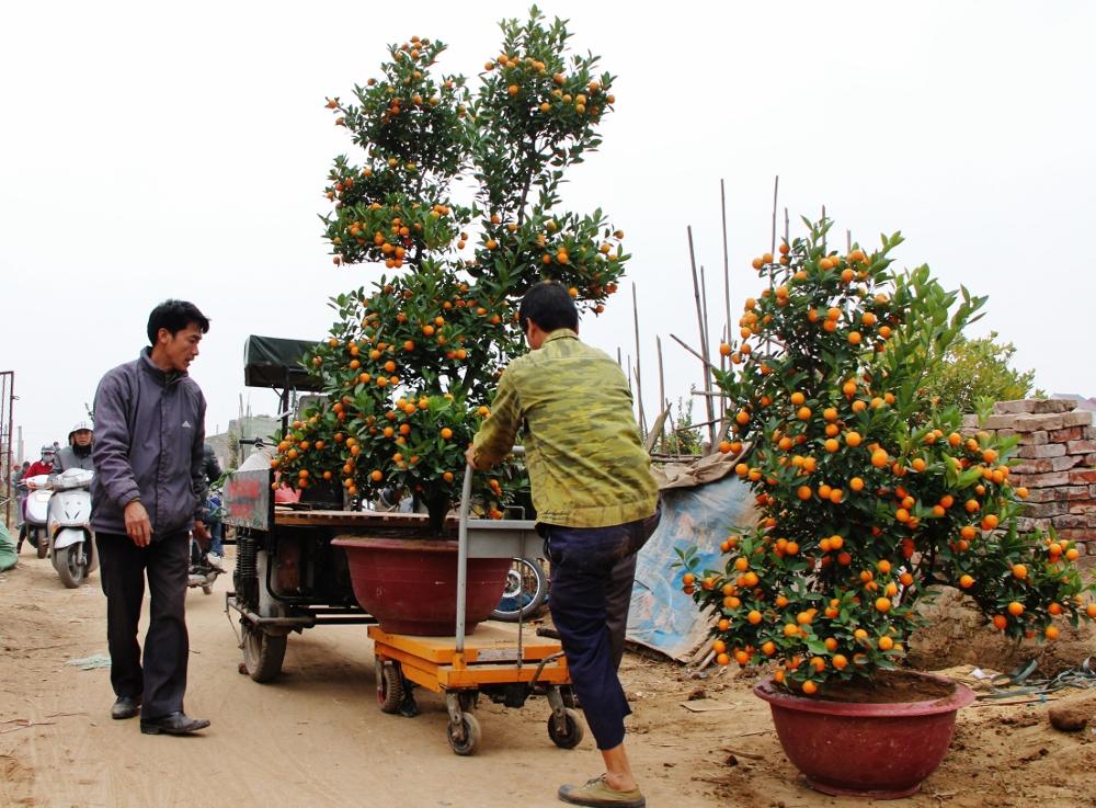 Xe nâng mặt bàn, xe nâng cây cảnh trong dịp Tết