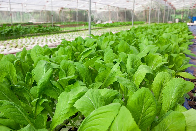 Rau Sạch và Những Nguyên Tắc Trồng