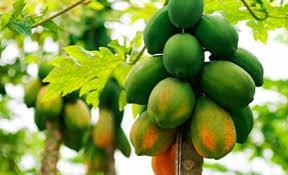 NHỮNG SIÊU THỰC PHẨM TỐT CHO LÀN DA