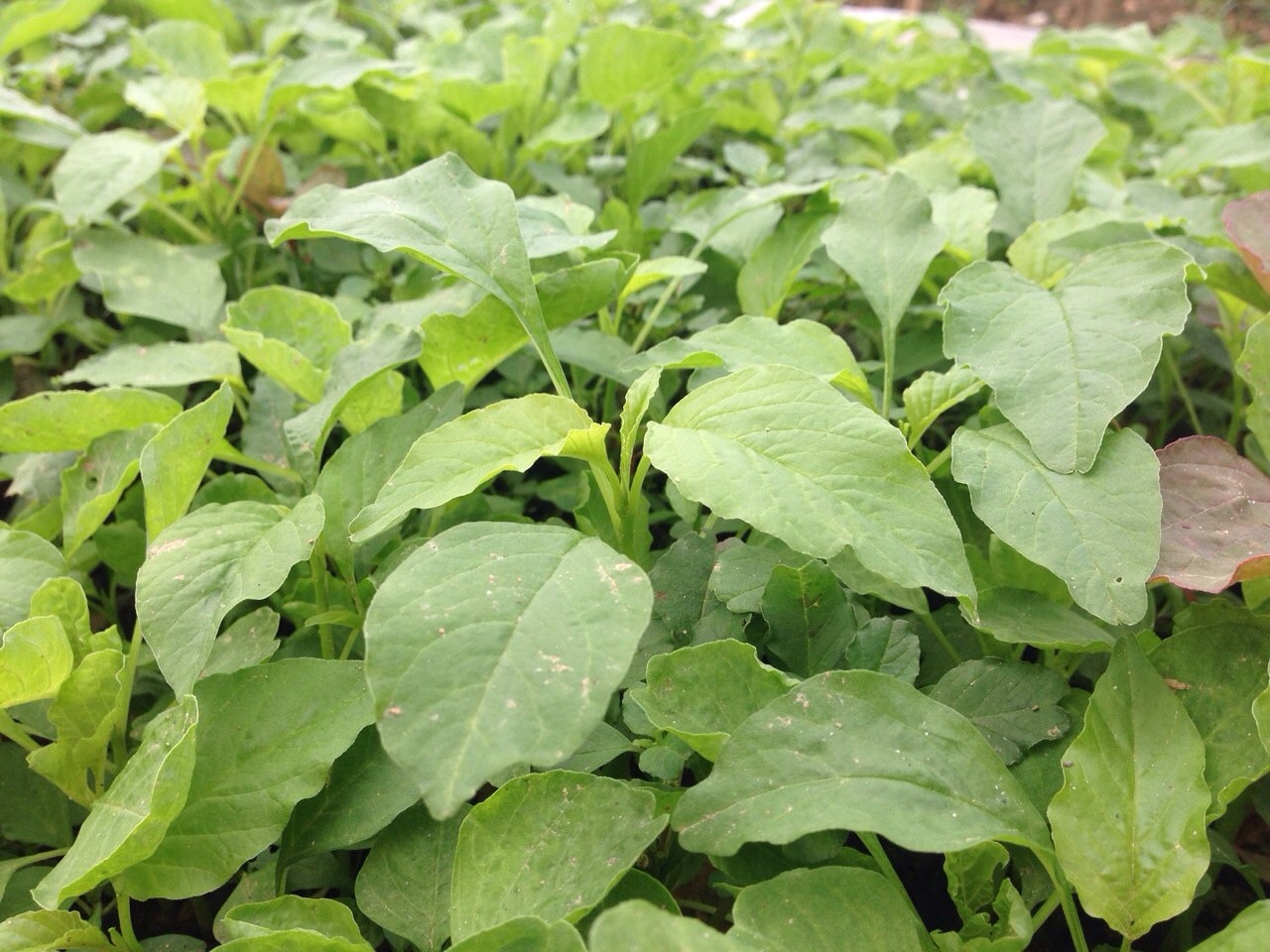 Vườn trông rau dền xanh 
