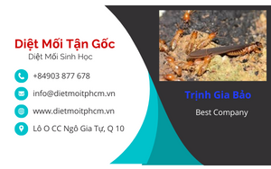 trừ mối tận gốc