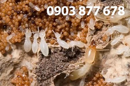 diet-moi-sinh-hoc-tai-quan-1