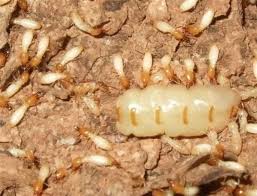 diệt mối sinh học tại quận 8