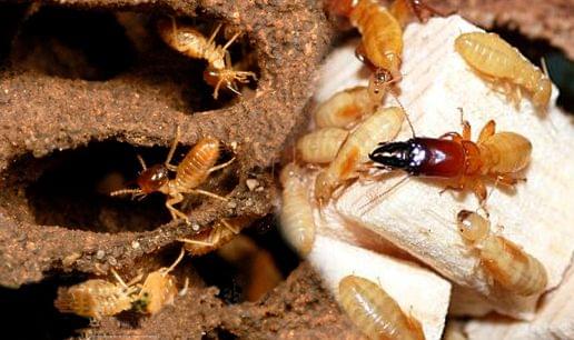 diệt mối sinh học