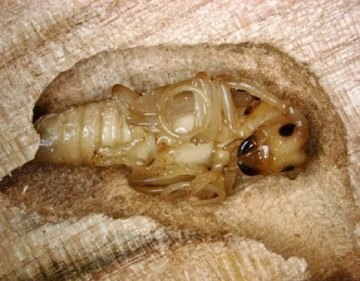 diet moi tai binh chanh