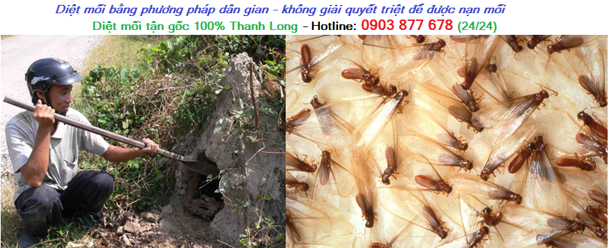 diet-moi-tai-huyen-ky-son