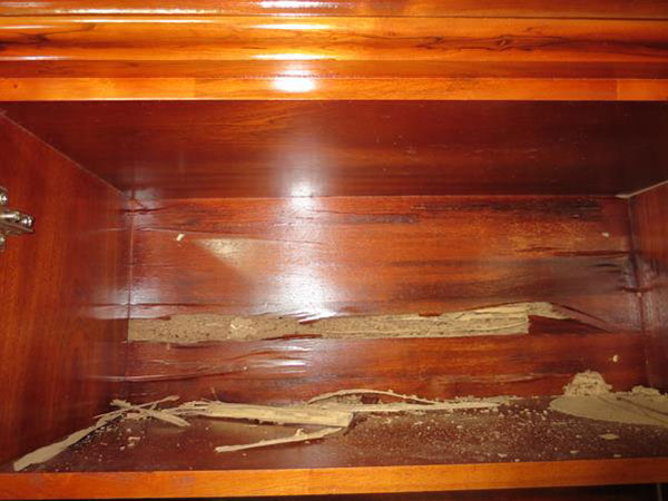 DIỆT MỐI TẠI QUẬN 6 – THANH LONG CAM KẾT SẼ DIỆT MỐI TẬN GỐC