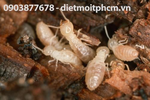 diệt mối tận gốc tại quận 4