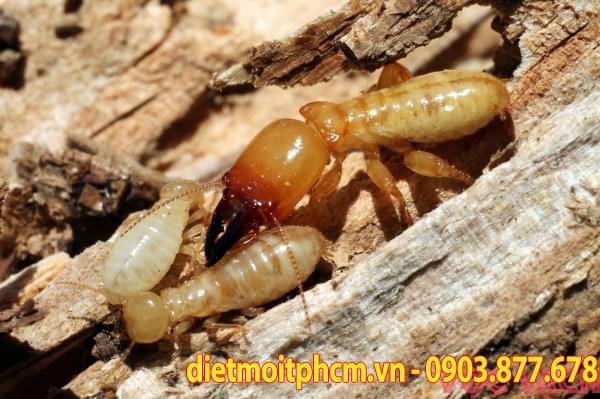 diệt mối tận gốc tại tân phú