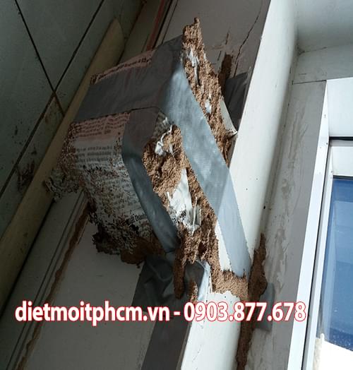 diệt mối tận gốc tại tân phú