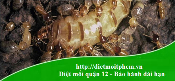 diet-moi-quan-12-thanhlong