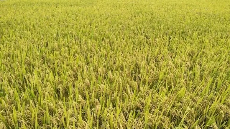 Gía lúa tại diên châu