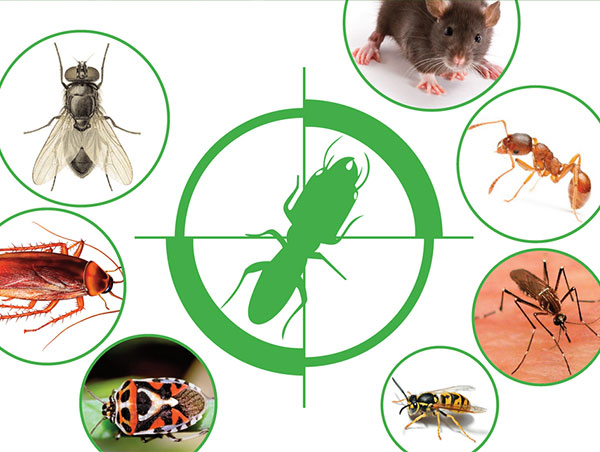 GIÁ DỊCH VỤ DIỆT MỐI, TRỪ MỐI TẬN GỐC TP. HCM TRỊNH GIA BẢO