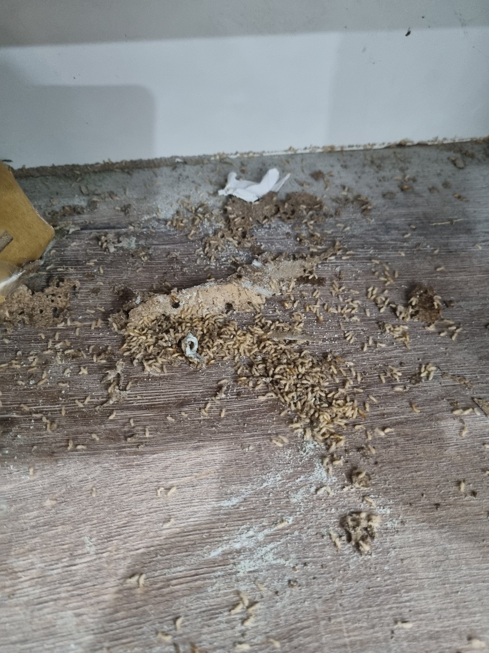 Diệt Mối Tận Gốc Vĩnh Long Trịnh Gia Bảo