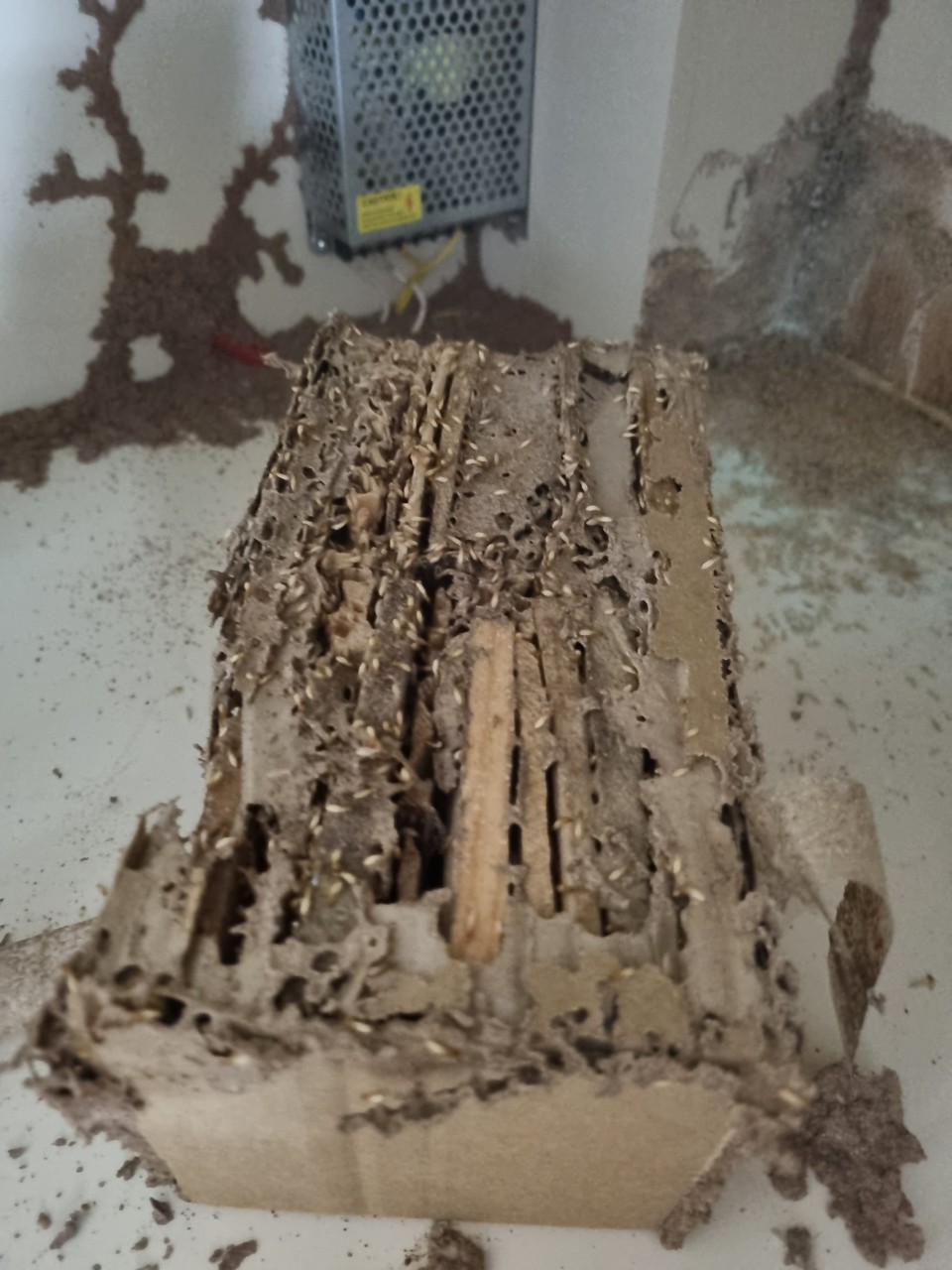 Diệt Mối Tận Gốc Biên Hòa Trịnh Gia Bảo