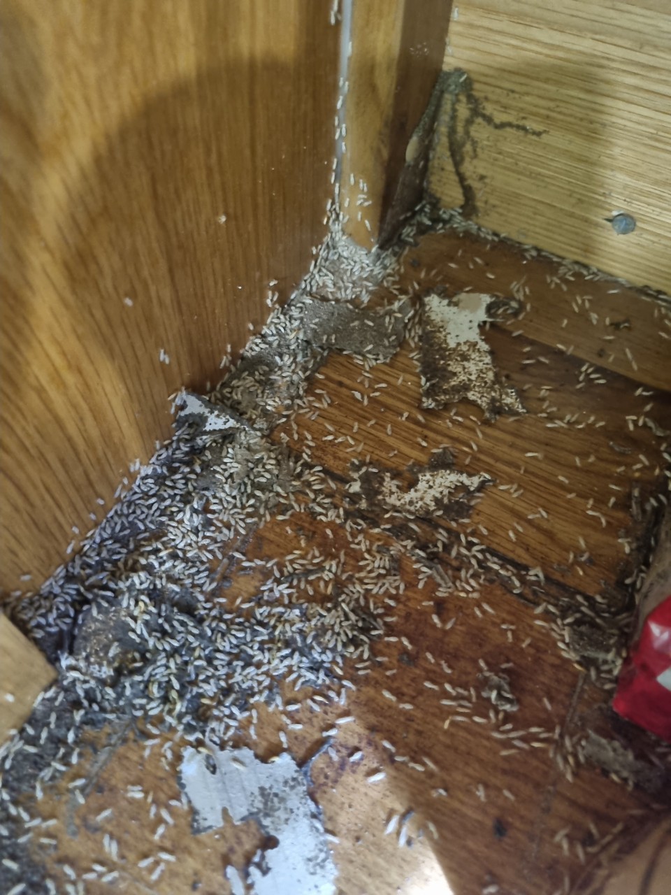 Diệt Mối Tận Gốc Đồng Tháp Trịnh Gia Bảo