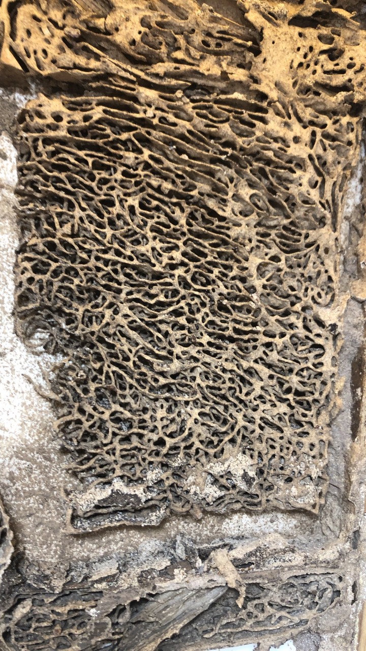 Diệt mối tại hà tĩnh