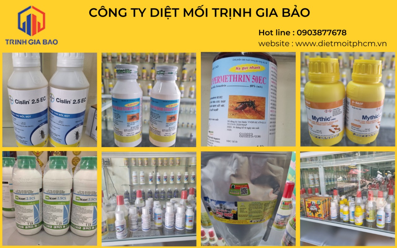 Mối làm tổ trong nhà