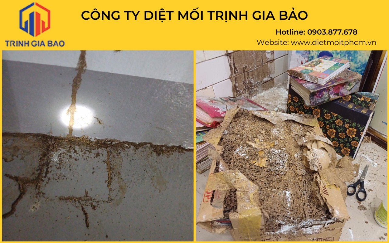 diệt mối cần thơ