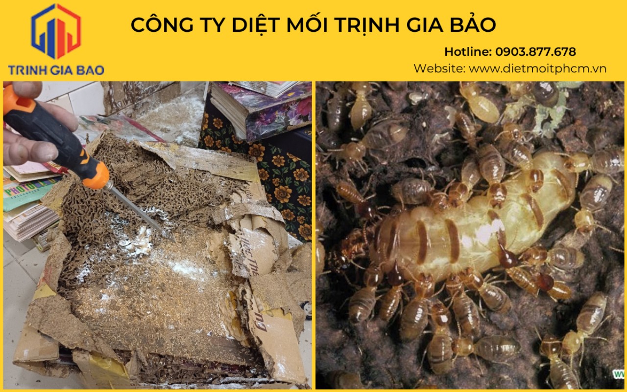 diệt mối tại Cần Thơ