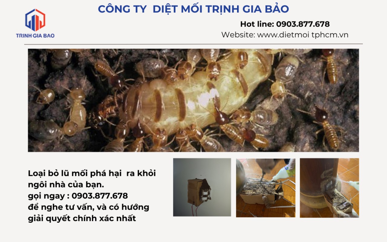 tai sao nha co moi