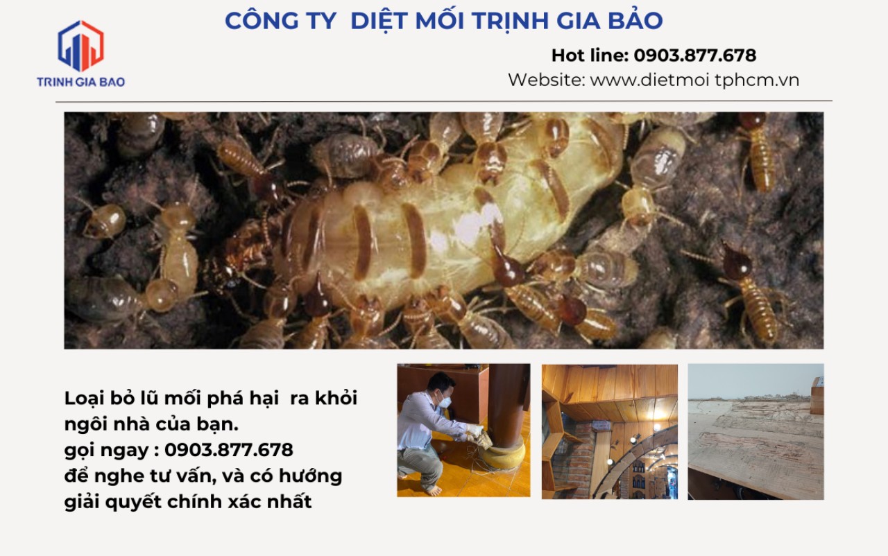 dịch vụ diệt mối quận 7