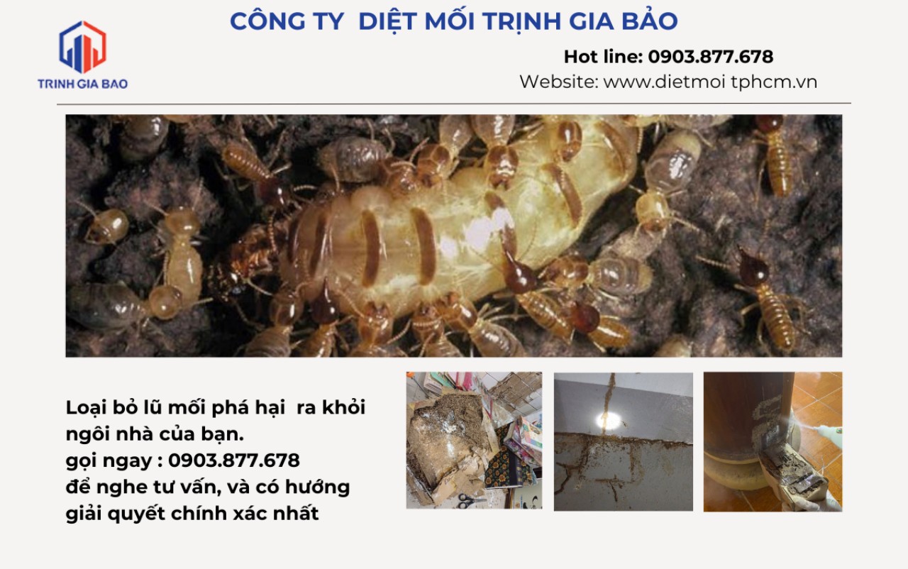 tại sao nhà có mối