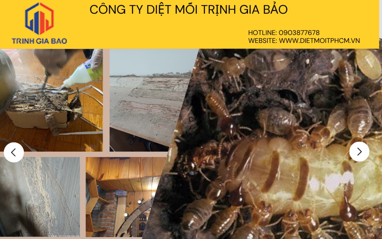 diệt mối tận gốc quận 9