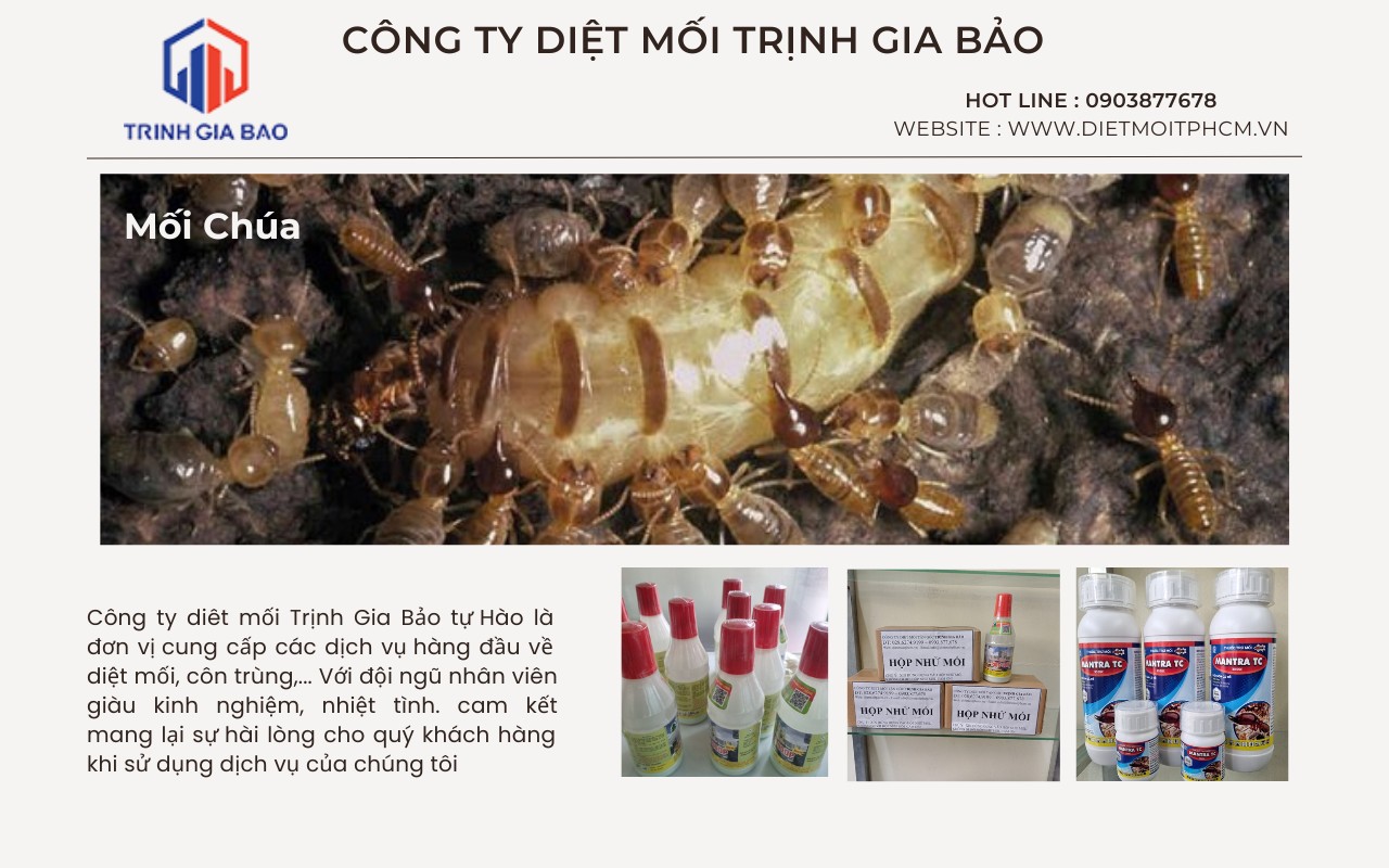 diệt mối tại quận 7