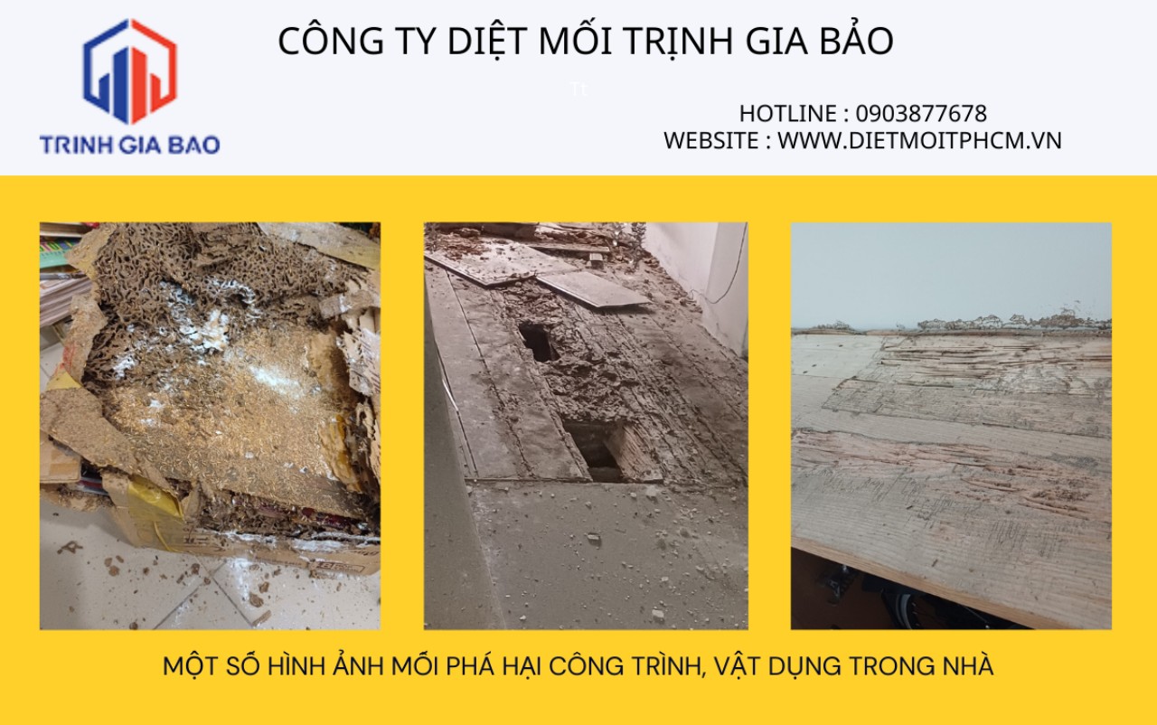 diệt mối nghệ an