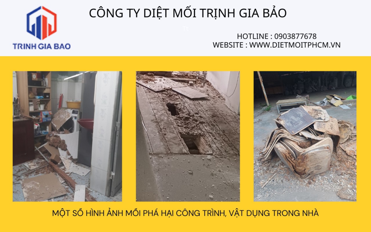 diệt mối tại nghệ an