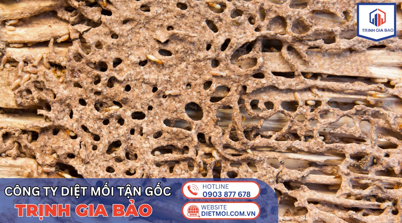 diệt mối tận gốc