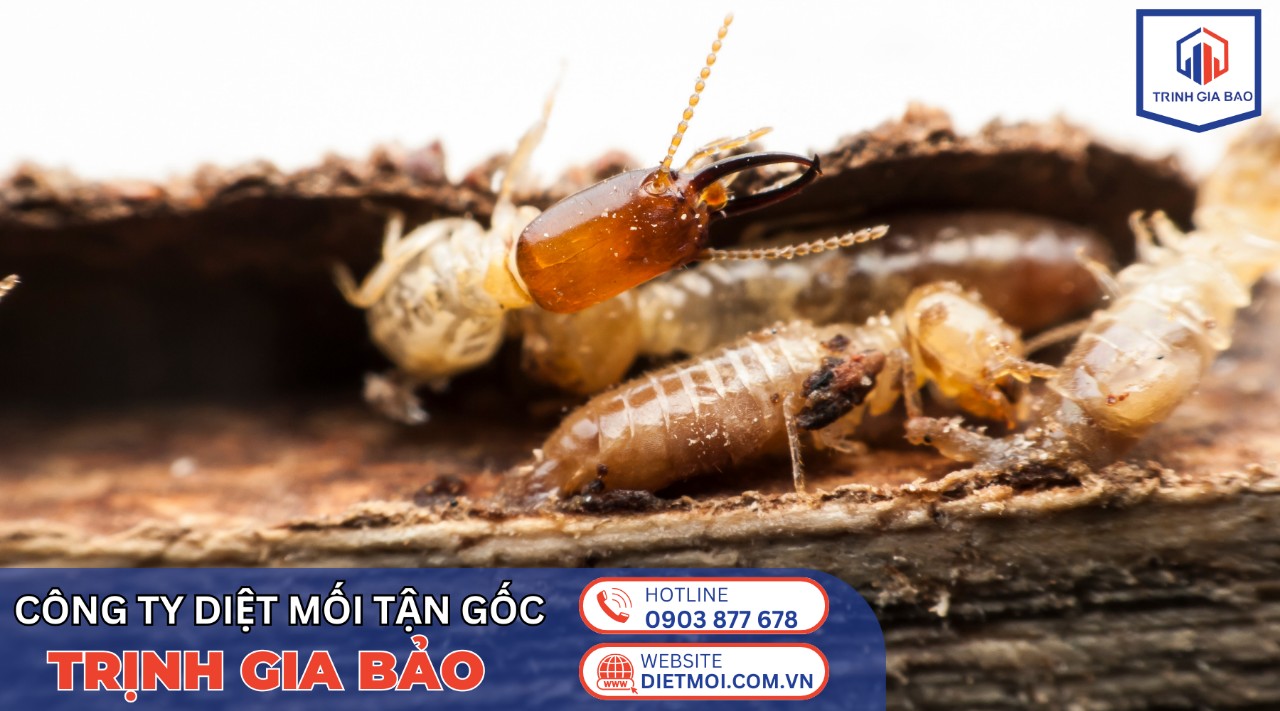 diệt mối tận gốc giá bao nhiêu