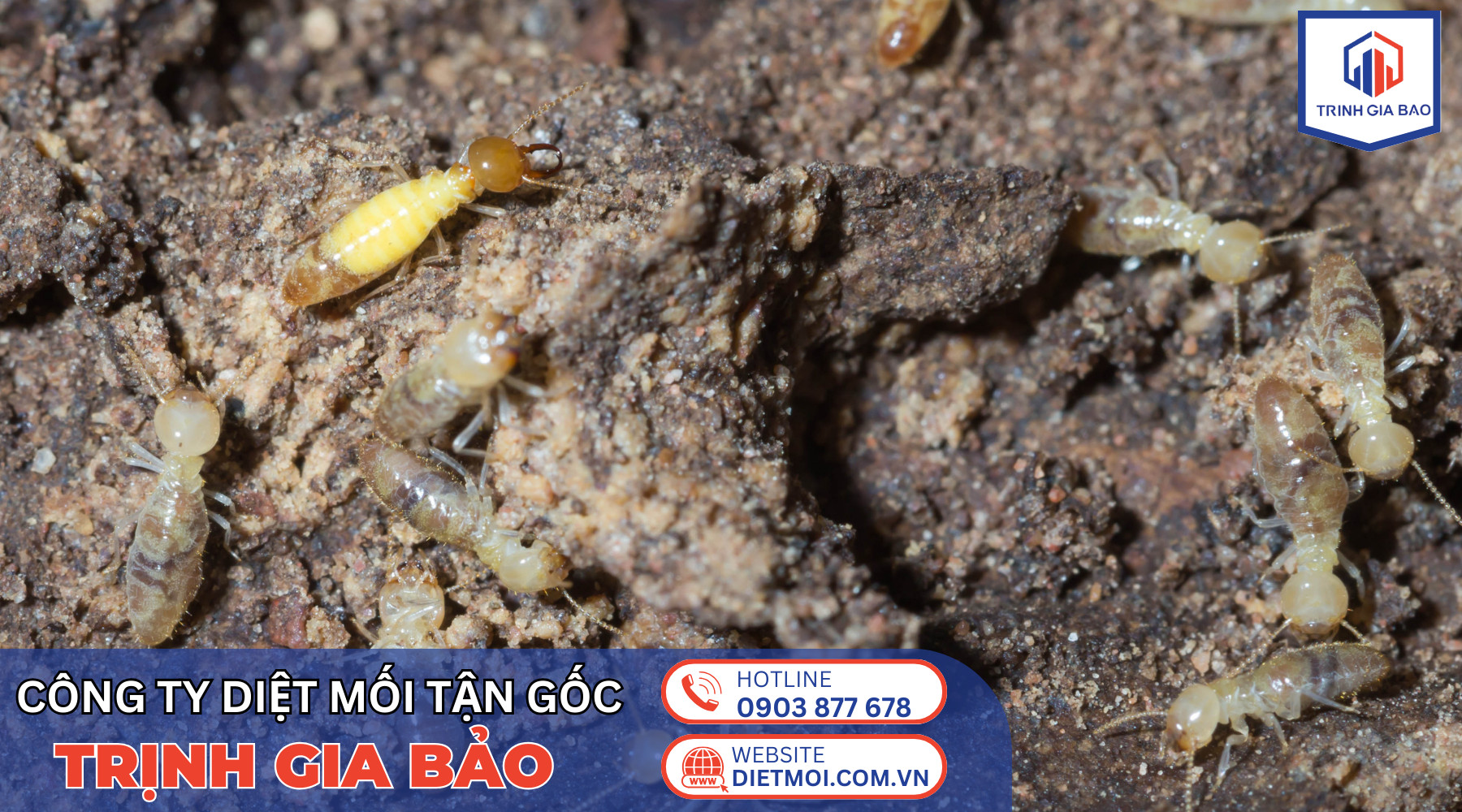 diệt mối trịnh gia bảo