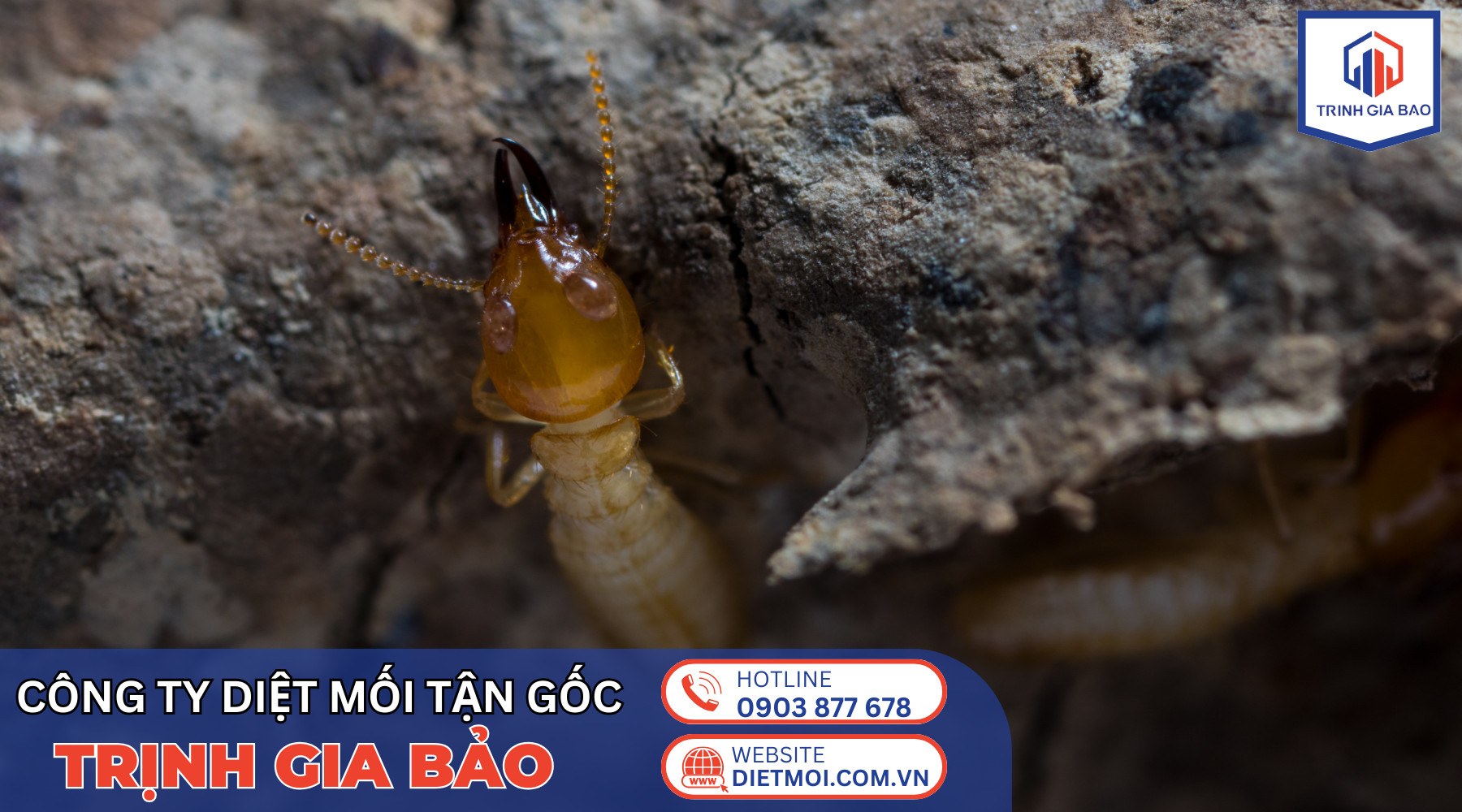 diệt mối trịnh gia bảo