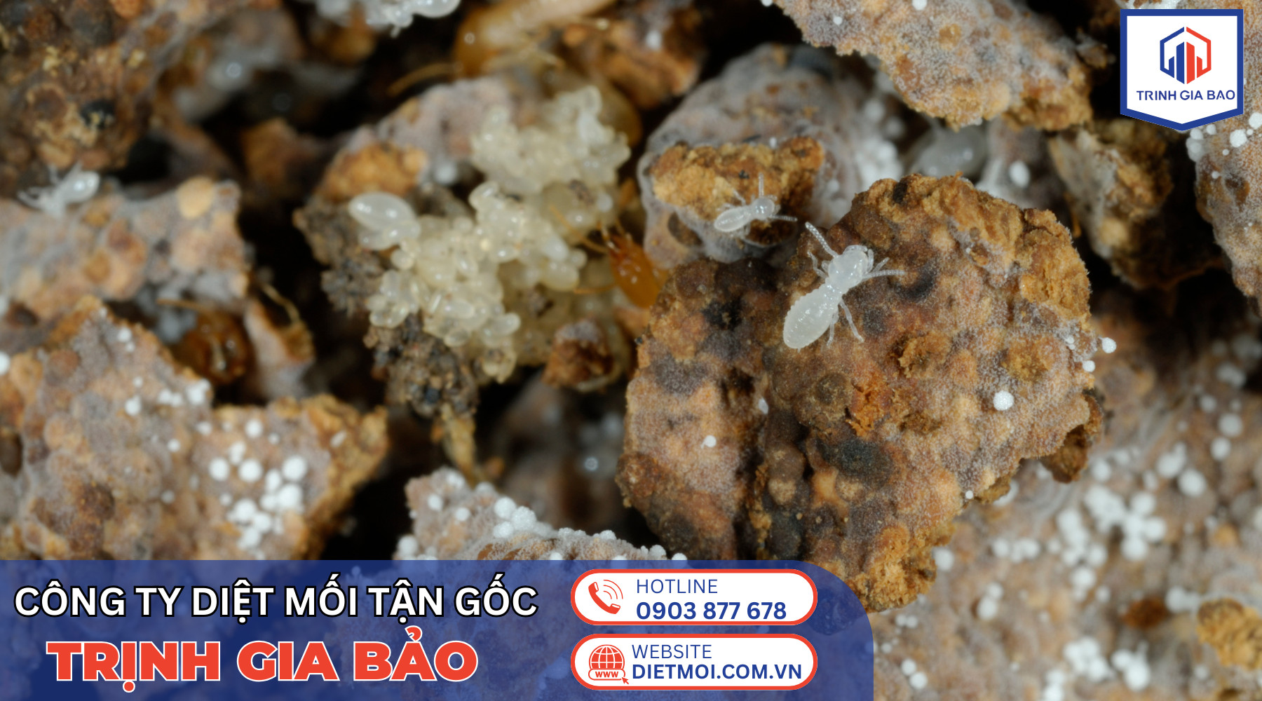 diệt mối trịnh gia bảo