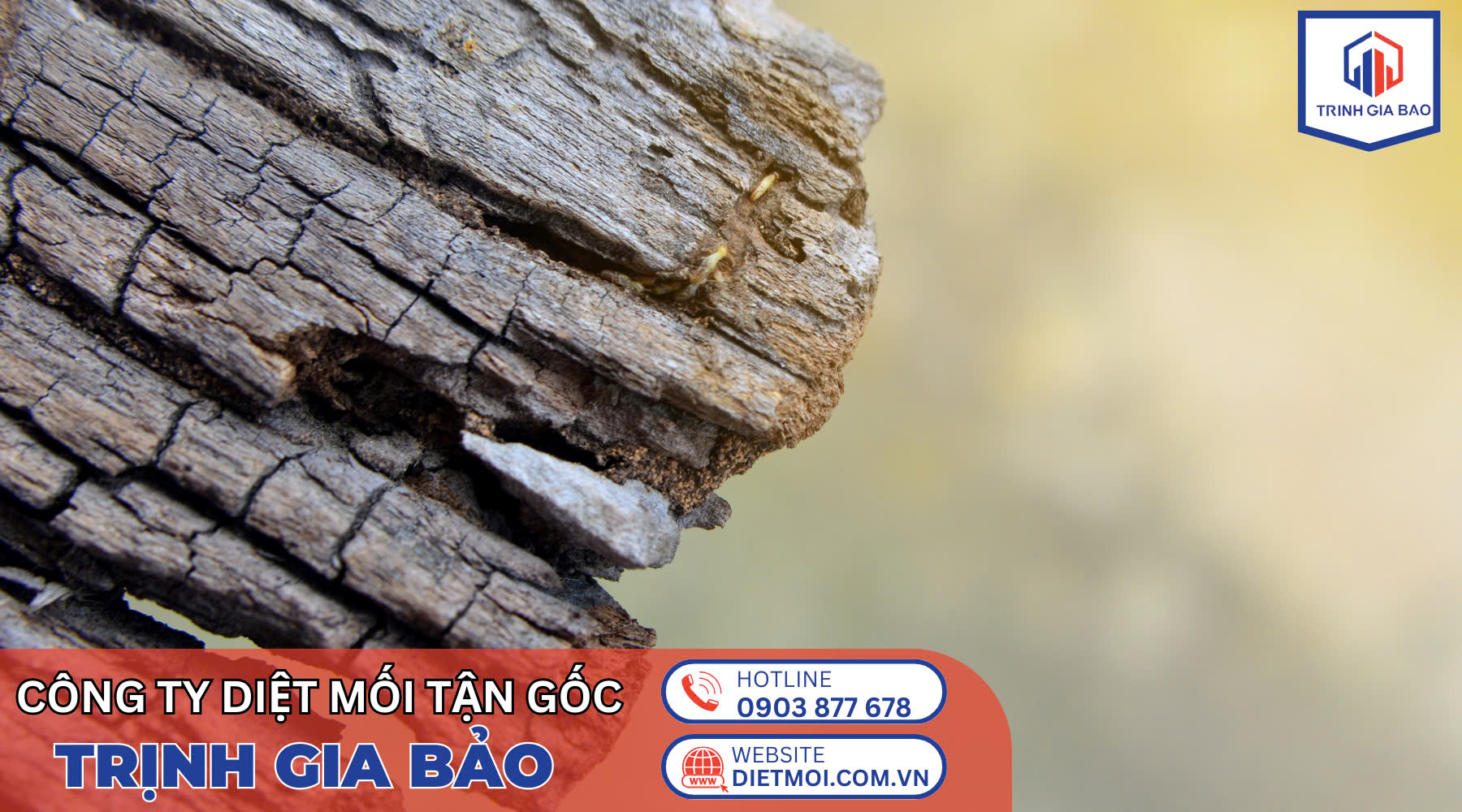 diệt mối quận 7